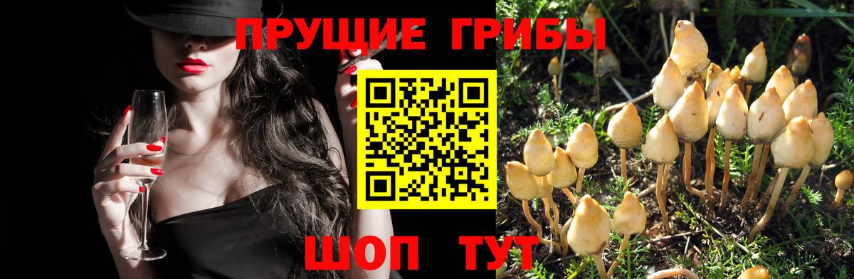 Прокопьевск  купить  сайты  Вход с VPN  Галлюциногенные грибы ЛСД 